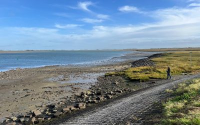 Récolte d’huîtres en Nouvelle-Zélande